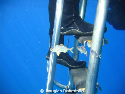 Juvenile jacks patrol the boarding ladder. by Douglas Robertson 